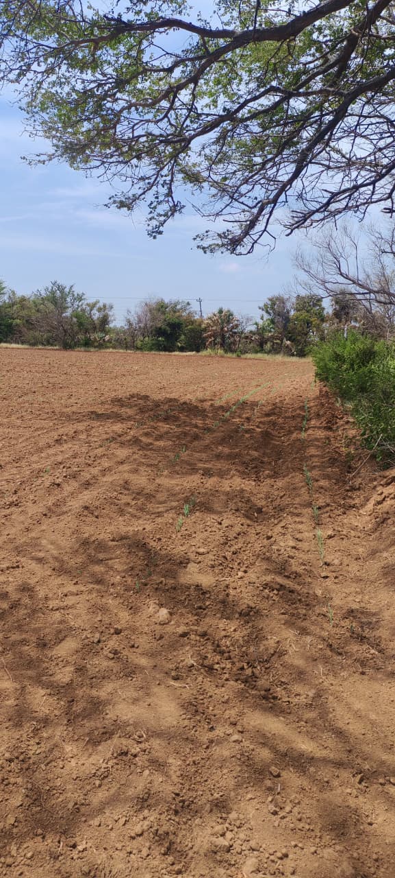 TERRENO EN SANTO DOMINGO INGENIO