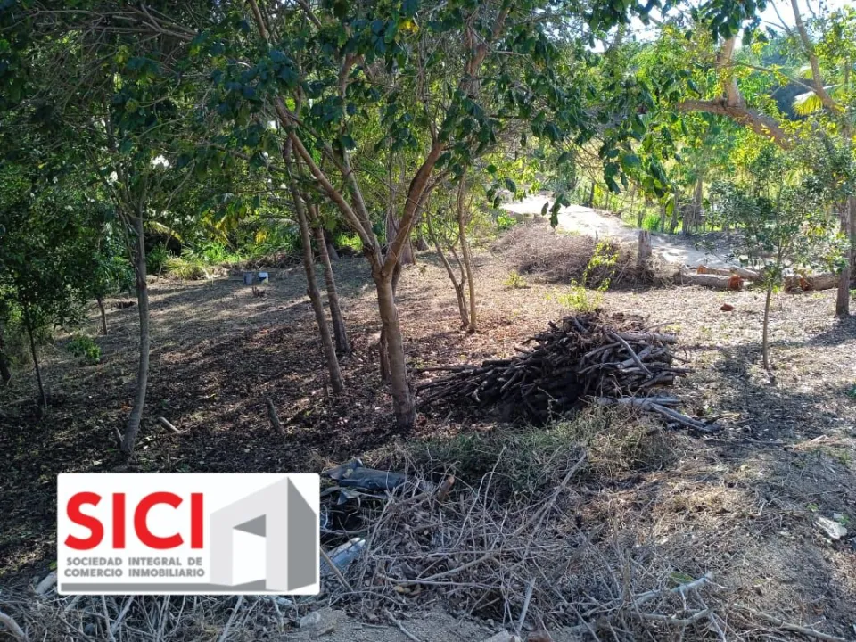 LOTE PALMAR, Santa María Tonameca
