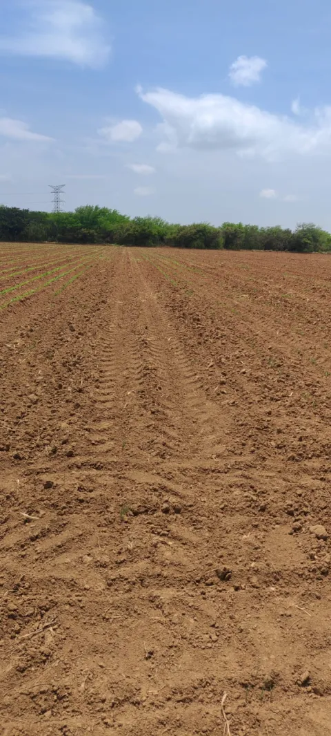 TERRENO EN SANTO DOMINGO INGENIO